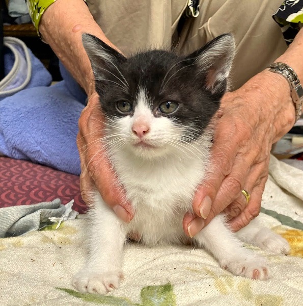 2025/7/1	掲載			■名前：	子猫	25-K62■性別：	オス	■年齢：	1か月半くらい(5/22生）	■ノミダニ駆除　　予定	■寄生虫駆除　　　予定	■ワクチン接種　　予定■血液検査	母猫が猫エイズ、猫白血病ともに陰性	（まだ幼いので、生後6か月くらいでの検査をおすすめします）		能代市で保護されています				母猫の母乳で兄弟元気に成長中！		ハチワレの男の子		25-K59.60.61.62は兄弟です		ドライフードがきちんと食べられるようになってからのお届けです		■連絡先：E・佐々木　　電話　080-3489-7436		（仕事の都合により平日は18時半～21時までにお願いします）		