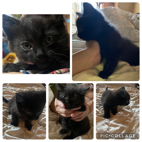 2025/7/3 掲載 ■名前: 子猫 25-K63■性別: メス ■年齢: 1か月半くらい ■ノミダニ駆除 済(薬品名:ブロードライン) ■寄生虫駆除 済 ■ワクチン接種 予定 湯沢市で保護されています おとなしい、黒毛の女の子 少し長毛気味ですやや緑がかった黄色の目 やや緑がかった黄色の目をしていますドライフードがしっかり食べられるようになってからのお届けです ■連絡先:E・佐々木 電話 080-3489-7436 (仕事の都合により平日は18時半~21時までにお願いします)