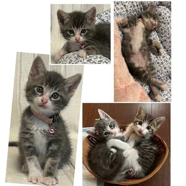 予約になりました　7/52025/7/4掲載■名前:子猫　25-K330■性別:オス■年齢:1ヵ月半くらい　(推定2025/5/15生まれ)■ノミダニ・寄生虫駆除済(フロントラインスプレー・ドロンタール済)■ワクチン接種済(3種1回)おっとりマイペースな男の子抱っこ大好きの甘えん坊さんヤンコラステップで大人猫さんに挑む勇猛果敢さも持ち合わせていますペットボトルのキャップで遊ぶのがマイブーム■連絡先・受付時間　(両名受付可能・メールでの譲渡受付はしておりません)🐈大嶋　070-3390-3998　9：00～21：00　※留守番電話に切り替わった際はお名前・ご用件・希望の猫の番号等を残していただけると助かります🐈嵯峨　080-3489-9874　月～金曜日　18：30～21：00　土～日曜・祝日　9：00～21：00　※通話中の着信履歴が表示されません　　ショートメールの通知が鳴らないことが多いため　　電話がつながらない時はしばらくしてからおかけ直しをお願いいたします