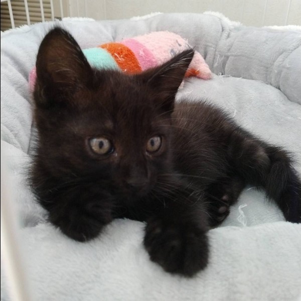2025/7/16掲載		■名前:子猫　25-K341■性別:オス■年齢:2ヵ月くらい　(推定2025/5/18生まれ)■ノミダニ・寄生虫駆除済(フロントラインスプレー・ドロンタール済)■ワクチン接種済(3種1回)■血液検査済(猫エイズ・猫白血病共に陰性)(幼いので再検査をおすすめいたします)とにかく人懐っこい男の子甘えん坊のデレデレさんです誰にでもフレンドリーお留守番出来ます■連絡先・受付時間　(両名受付可能・メールでの譲渡受付はしておりません)🐈大嶋　070-3390-3998　9：00～21：00　※留守番電話に切り替わった際はお名前・ご用件・希望の猫の番号等を残していただけると助かります🐈嵯峨　080-3489-9874　月～金曜日　18：30～21：00　土～日曜・祝日　9：00～21：00　※通話中の着信履歴が表示されません　　ショートメールの通知が鳴らないことが多いため　　電話がつながらない時はしばらくしてからおかけ直しをお願いいたします