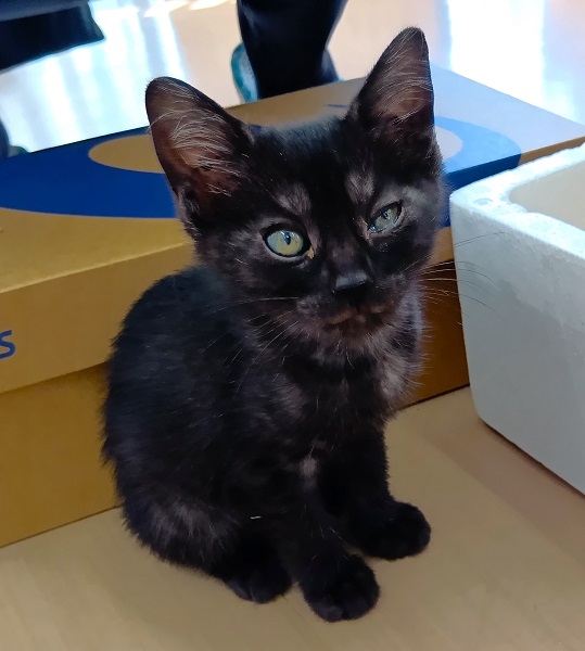 保護主さんが貰い手を決めました 7/232025/7/19 掲載 ■名前: 子猫 25-K74■仮名: ■性別: メス ■年齢: 2か月くらい ■ノミダニ駆除 済(薬品名:ネクスガードキャットコンボ) ■寄生虫駆除 済 ■ワクチン接種 予定 秋田市で保護されています 人懐っこい女の子です 一人ぼっちで会社内に彷徨って来たところを 会社の皆さんが保護してくださいました ■連絡先:E・佐々木 電話 080-3489-7436 (仕事の都合により平日は18時半~21時までにお願いします)