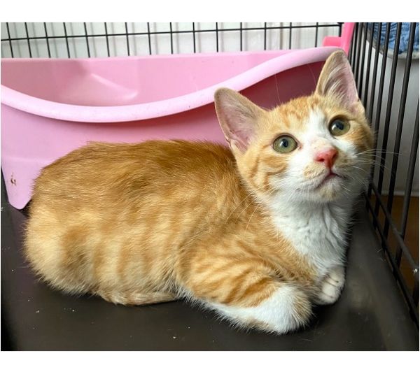 2025/7/24	掲載			■名前：	子猫	25-K76■仮名：	鈴	■性別：	メス	■年齢：	2か月くらい	■ノミダニ駆除　済（薬品名：ネクスガードキャットコンボ）	■寄生虫駆除	済	■ワクチン接種	済（3種混合）能代市で保護されています				茶白の女の子です		店舗駐車場敷地内で一人ぼっちで鳴いていました		抱っこはできますが、まだ人馴れ練習中です				■連絡先：E・佐々木　　電話　080-3489-7436		（仕事の都合により平日は18時半～21時までにお願いします）		