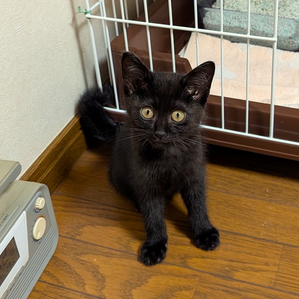 2025/7/27	掲載					■名前：	子猫	25-K77	■仮名：	黒っち		■性別：	オス		■年齢：	1か月半くらい		■ノミダニ駆除　済（薬品名：ネクスガードキャットコンボ）		■寄生虫駆除	済		■ワクチン接種	予定			秋田市で保護されています			保護当時は泣きつかれて喉を痛めたのか声がほとんど出ませんでした。			トイレの失敗は全くありません。汚しもしません。			何でも食べて、ひざに乗ってゴロゴロ　甘えん坊のようです。			部屋の外でうちのネコが鳴いても平気です。おもちゃではまだうまく遊べませんが、たくさん遊んでくださるご家族を希望します！			■連絡先：E・佐々木　　電話　080-3489-7436			（仕事の都合により平日は18時半～21時までにお願いします）			