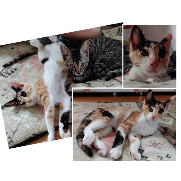 2025/7/28更新		■名前:子猫　25-K318■性別:メス■年齢:2ヵ月半くらい　(推定2025/5/5生まれ)■ノミダニ・寄生虫駆除済(フロントラインスプレー・ドロンタール・ネクスガードキャットコンボ済)■ワクチン接種済(3種2回)おっとりとした女の子鳴かない子ですがお腹すいた時だ鳴いておねだりしますお留守番出来ます■連絡先・受付時間　(両名受付可能・メールでの譲渡受付はしておりません)🐈大嶋　070-3390-3998　9：00～21：00　※留守番電話に切り替わった際はお名前・ご用件・希望の猫の番号等を残していただけると助かります🐈嵯峨　080-3489-9874　月～金曜日　18：30～21：00　土～日曜・祝日　9：00～21：00　※通話中の着信履歴が表示されません　　ショートメールの通知が鳴らないことが多いため　　電話がつながらない時はしばらくしてからおかけ直しをお願いいたします