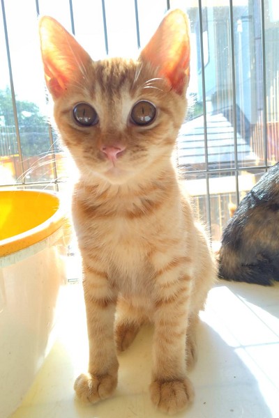 2025/8/21更新■名前:子猫　25-K79■性別:オス■年齢:2ヵ月半くらい■ノミダニ・寄生虫駆除済(ネクスガードキャットコンボ済)■ワクチン接種済(３種１回)■母猫の血液検査済(猫エイズ・猫白血病共に陰性)おっとりした性格の兄妹おとなしくほとんど鳴きません人懐っこく人の目を見てサイレントにゃーで話しかけてきますやさ～しくタッチしてきて遊びに誘いますガチャガチャ走り回る感じが全くなくとても穏やかな子達です長いまっすぐしっぽ母猫の血液検査陰性母猫以外との接触の可能性は低いため猫エイズ・猫白血病のリスクは低いかと思われますトイレ出来ますお留守番出来ます保護主さんのご意向によりこの子に限りますが単身男性男性と親だけの世帯賃貸にお住まいの方若い方だけの世帯への譲渡をお断りする場合がありますのでご了承ください■連絡先月～金曜日　18：30～21：00土～日曜・祝日　9：00～21：00※通話中の着信履歴が表示されません　ショートメールの通知が鳴らないことが多いため　電話がつながらない時はしばらくしてからおかけ直しをお願いいたします※時間外のお電話・メールでの受付はしておりません嵯峨　080-3489-9874