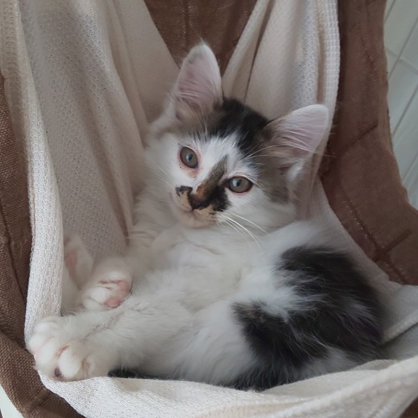 2025/7/30掲載■名前:子猫　25-K83■性別:メス■年齢:2ヵ月くらい■ノミダニ・寄生虫駆除済(マイフリーガード済)■ワクチン接種済(３種１回)ノルウェイジャンフォレストキャット似非常に穏やかで人懐っこい子人にも他の猫にも友好的訪問者にも警戒心が少ないです初めての人にも飼いやすい子かと思われます活発に遊んでいますお留守番出来ます■連絡先月～金曜日　18：30～21：00土～日曜・祝日　9：00～21：00※通話中の着信履歴が表示されません　ショートメールの通知が鳴らないことが多いため　電話がつながらない時はしばらくしてからおかけ直しをお願いいたします※時間外のお電話・メールでの受付はしておりません嵯峨　080-3489-9874