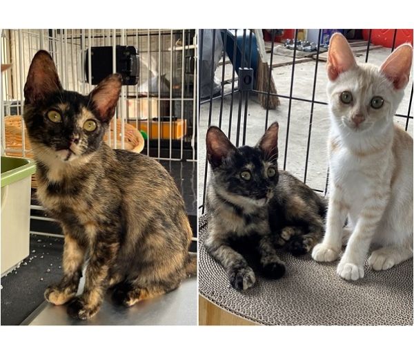 2025/8/12	掲載			■名前：	子猫	25-K87■仮名：	メロン	■性別：	メス	■年齢：	2か月くらい	■ノミダニ駆除　	済（薬品名：ネクスガードキャットコンボ）	■寄生虫駆除	済	■ワクチン接種	予定三種町で保護されています				さび柄の元気な女の子		兄弟で保護されました		人馴ればっちりで、とても人懐っこい兄妹です		25-Ｋ86.87は兄妹です		■連絡先：E・佐々木　　電話　080-3489-7436		（仕事の都合により平日は18時半～21時までにお願いします）