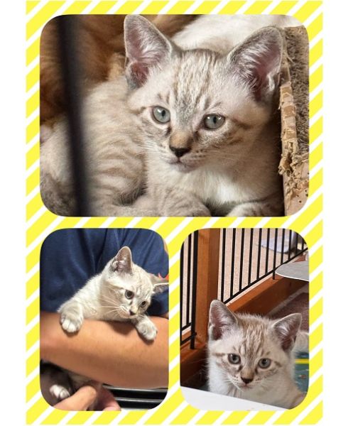 予約されました　8/172025/8/15	掲載			■名前：	子猫	25-K98■仮名：	わさび	■性別：	メス	■年齢：	3か月くらい	■ノミダニ駆除　済（薬品名：ネクスガードキャットコンボ）	■寄生虫駆除	済	■ワクチン接種	済（3種混合）■血液検査	猫エイズ、猫白血病ともに陰性（まだ幼いので、生後6か月位での再検査をおすすめします）	南秋田郡で保護されています		母猫と一緒に４兄弟で保護されました		初めは兄弟の後ろに隠れていましたが、割と早めに人馴れしてくれた活発な女の子		遊ぶの大好き、ご飯もよく食べ、元気いっぱいです！抱っこもできます		グレー色のトラ柄　まっすぐ尻尾		25-Ｋ98.99は兄弟です		■連絡先：E・佐々木　　電話　080-3489-7436		（仕事の都合により平日は18時半～21時までにお願いします）