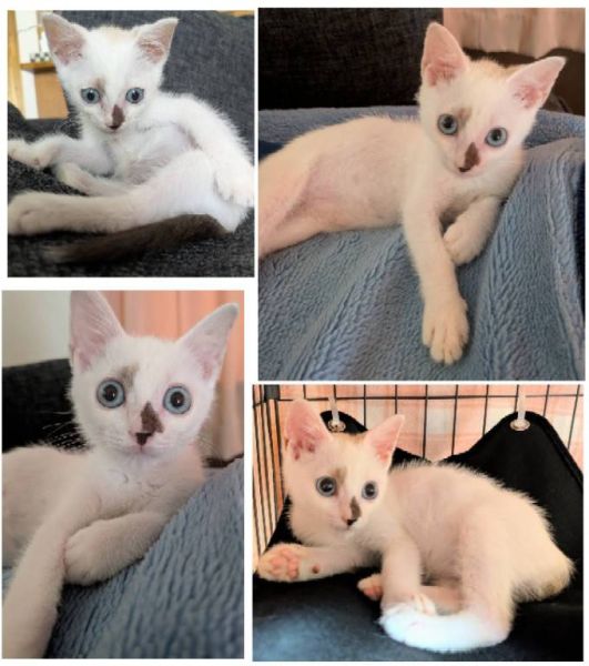 2025/8/18掲載		■名前:子猫　25-K343■性別:オス■年齢:2ヵ月くらい　(推定2025/6/1生まれ)■ノミダニ・寄生虫駆除済(フロントラインスプレー・ドロンタール・ドロンシット済)■ワクチン接種済(3種1回)おとなしい男の子物静かで騒がしさがなく飼いやすいですホントはすごく甘えん坊爪切りとか病院は必死に耐える健気な子です人の顔をよく見つめて来て一生懸命舐めてくれますまっすぐしっぽひとり遊びも上手トイレ・お留守番出来ます■連絡先・受付時間　(両名受付可能・メールでの譲渡受付はしておりません)🐈大嶋　070-3390-3998　9：00～21：00　※留守番電話に切り替わった際はお名前・ご用件・希望の猫の番号等を残していただけると助かります🐈嵯峨　080-3489-9874　月～金曜日　18：30～21：00　土～日曜・祝日　9：00～21：00　※通話中の着信履歴が表示されません　　ショートメールの通知が鳴らないことが多いため　　電話がつながらない時はしばらくしてからおかけ直しをお願いいたします