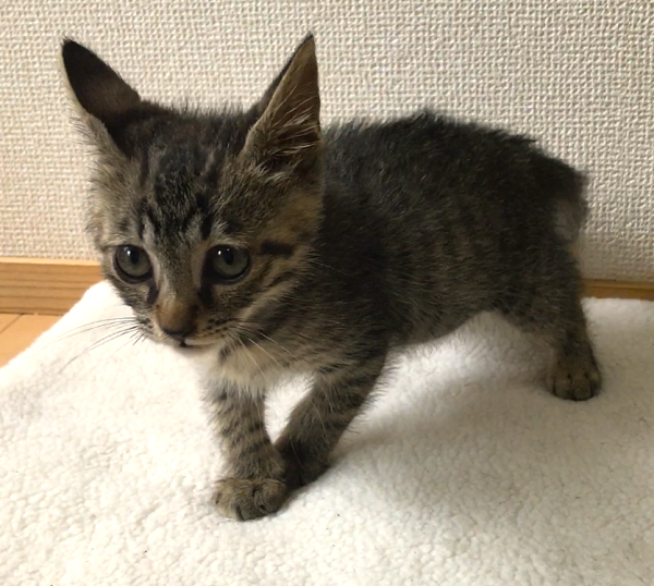 予約になりました　8/242025/8/21	掲載			■名前：	子猫	25-K108■性別：	オス	■年齢：	2か月くらい	■ノミダニ駆除　　済（薬品名：レボリューション）	■寄生虫駆除　　　済	■ワクチン接種　　済（3種混合）1回目■血液検査　　猫エイズ、猫白血病ともに陰性	（まだ幼いので、生後6か月くらいでの再検査をおすすめします）		三種町で保護されています				体調不良でぐったりしているところを保護されました成長がゆっくりなまだ赤ん坊のような子です		人馴れしていて元気で好奇心旺盛な性格		膝の上で大人しくしていられるので、爪切りや歯磨きも問題なく出来るお利口さん				■連絡先：E・佐々木　　電話　080-3489-7436		（仕事の都合により平日は18時半～21時までにお願いします）		