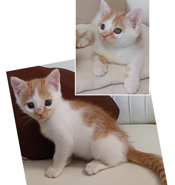 予約になりました　8/292025/8/29掲載		■名前:子猫　25-K347■性別:メス■年齢:1ヵ月半くらい　(推定2025/7/6生まれ)■ノミダニ・寄生虫駆除済(フロントラインスプレー・ドロンタール済)■ワクチン接種予定(9/2)珍しい茶系の姉妹とても愛らしい女の子ためらいがちに甘えにきてうれしそうにゴロゴロします姉妹で元気に遊んでいます食いしん坊トイレ・留守番もしっかりできます■連絡先・受付時間　(両名受付可能・メールでの譲渡受付はしておりません)🐈大嶋　070-3390-3998　9：00～21：00　※留守番電話に切り替わった際はお名前・ご用件・希望の猫の番号等を残していただけると助かります