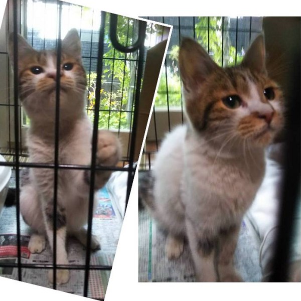 2025/9/3掲載■名前:子猫　25-K116■性別:メス■年齢:4ヵ月くらい■ノミダニ・寄生虫駆除済(ネクスガードキャットコンボ済)■ワクチン接種済(３種１回)■血液検査済(猫エイズ・猫白血病共に陰性)可愛い顔をした三毛猫さん猫じゃらしに興味津々抱っこできます■連絡先月～金曜日　18：30～21：00土～日曜・祝日　9：00～21：00※通話中の着信履歴が表示されません　ショートメールの通知が鳴らないことが多いため　電話がつながらない時はしばらくしてからおかけ直しをお願いいたします※時間外のお電話・メールでの受付はしておりません嵯峨　080-3489-9874