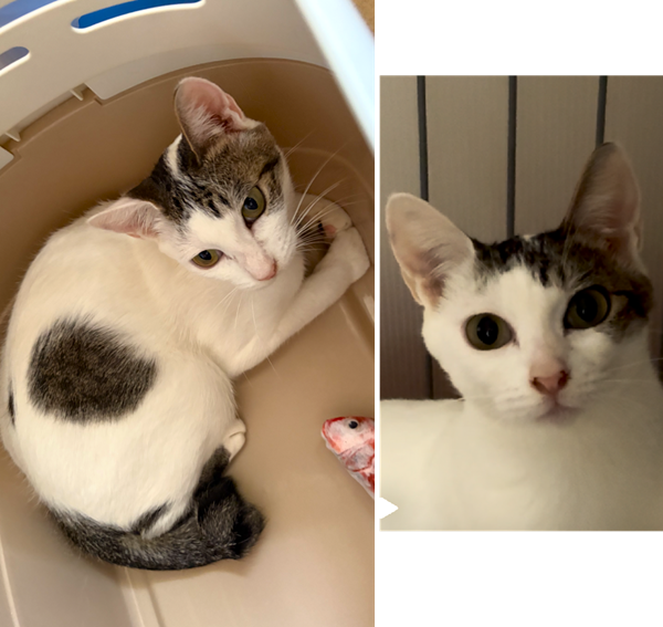 2025/10/25 写真等更新2025/9/18 掲載 ■名前: 成猫 25-C29■仮名: 芝子 ■性別: メス ■年齢: 2~3歳くらい ■ノミダニ駆除 済(薬品名:レボリューション・ネクスガードキャットコンボ) ■寄生虫駆除 済 ■ワクチン接種 済 ■避妊・去勢 予定 ■血液検査 済(猫エイズ 陽性、白血病 陰性)秋田市で保護されています 穏やかで人懐こく、なでなでや抱っこが大好きな女の子。ほとんど鳴きませんが鳴き声もとても可愛いです!周りをよく見てたり意思の疎通もできたりと賢く、とても飼いやすい子だと思います。かぎしっぽ。背中に!マーク模様あります。保護主さんの会社敷地に彷徨ってきました。保護時、自らキャリーに入ってくるほど人慣れした子ですので、捨てられた可能性があります。動物の遺棄は犯罪です! ■連絡先:E・佐々木 電話 080-3489-7436 (仕事の都合により平日は18時半~21時までにお願いします)