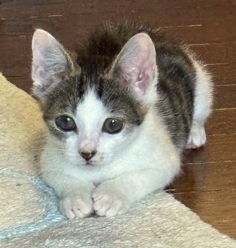 2025/9/20	掲載					■名前：	子猫	25-K127	■仮名：	なっつ		■性別：	メス		■年齢：	2か月くらい		■ノミダニ駆除　　済（薬品名：ネクスガードキャットコンボ）		■寄生虫駆除　　　済		■ワクチン接種　　済（3種混合）1回目■血液検査　　猫エイズ、猫白血病ともに陰性（まだ幼いので、生後6か月位での再検査をおすすめします）		南秋田郡で保護されています			食べることも遊ぶことも大好きです！			膝に乗って甘えてきます			保護した時猫風邪が酷く、両目に濁りがあります		現在も点眼していて、大分濁りが薄くなってきました		目はしっかり見えています			■連絡先：E・佐々木　　電話　080-3489-7436			（仕事の都合により平日は18時半～21時までにお願いします）			