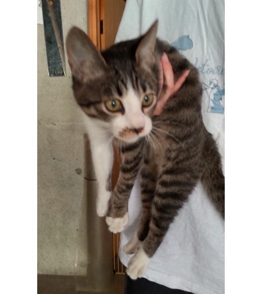 2025/9/23 掲載 ■名前: 子猫 25-K128 ■仮名: むー ■性別: オス ■年齢: 4か月くらい ■ノミダニ駆除 済(薬品名:ネクスガードキャットコンボ) ■寄生虫駆除 済 ■ワクチン接種 済(3種混合)■血液検査 猫エイズ猫 陽性、白血病 陰性 (まだ幼いので、生後6か月くらいでの再検査をおすすめします) 北秋田市で保護されています キジ白の男の子 とても元気!やんちゃな子です ■連絡先:E・佐々木 電話 080-3489-7436 (仕事の都合により平日は18時半~21時までにお願いします)