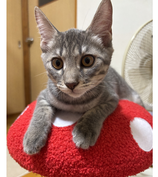 2025/9/26	掲載					■名前：	子猫	25-K130	■仮名：	ポッキー		■性別：	オス		■年齢：	４か月くらい		■ノミダニ駆除　　済（薬品名：ネクスガードキャットコンボ）		■寄生虫駆除　　　済		■ワクチン接種　　済（3種混合）1回目■血液検査	猫エイズ猫 陽性、白血病 陰性		（まだ幼いので、生後6か月くらいでの再検査をおすすめします）			北秋田郡で保護されています						顔を見るだけで喉を鳴らし、寄り添ってくれます。			チャームポイントは折れしっぽの甘えん坊です。						25-Ｋ129.130.131は兄弟です			■連絡先：E・佐々木　　電話　080-3489-7436			（仕事の都合により平日は18時半～21時までにお願いします）			