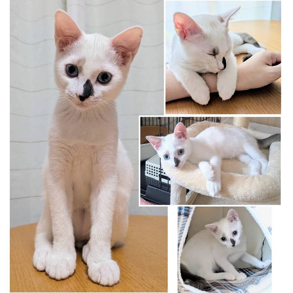 予約になりました　10/122025/9/28更新		■名前:子猫　25-K343■性別:オス■年齢:4ヵ月くらい　(推定2025/6/1生まれ)■ノミダニ・寄生虫駆除済(フロントラインスプレー・ドロンタール・ドロンシット済)■ワクチン接種済(3種2回)■去勢手術済おとなしい男の子物静かで騒がしさがなく飼いやすいですホントはすごく甘えん坊爪切りとか病院は必死に耐える健気な子です人の顔をよく見つめて来て一生懸命舐めてくれますまっすぐしっぽひとり遊びも上手トイレ・お留守番出来ます■連絡先・受付時間　(両名受付可能・メールでの譲渡受付はしておりません)🐈大嶋　070-3390-3998　9：00～21：00　※留守番電話に切り替わった際はお名前・ご用件・希望の猫の番号等を残していただけると助かります🐈嵯峨　080-3489-9874　月～金曜日　18：30～21：00　土～日曜・祝日　9：00～21：00　※通話中の着信履歴が表示されません　　ショートメールの通知が鳴らないことが多いため　　電話がつながらない時はしばらくしてからおかけ直しをお願いいたします