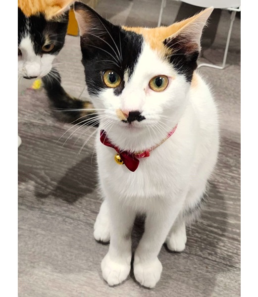 2025/10/3 掲載■名前: 子猫 25-K141 ■仮名: 茶々 ■性別: メス ■年齢: 5か月くらい ■ノミダニ駆除 済(薬品名:ネクスガードキャットコンボ) ■寄生虫駆除 済 ■ワクチン接種 済(3種混合)1回目由利本荘市で保護されています 名前を呼ぶと近づいてきます 姉妹仲良く、寝るのも一緒で1人になるともう1匹を探すので2匹一緒での里親様を希 望してます25-K141.142は姉妹です ■連絡先:E・佐々木 電話 080-3489-7436 (仕事の都合により平日は18時半~21時までにお願いします)