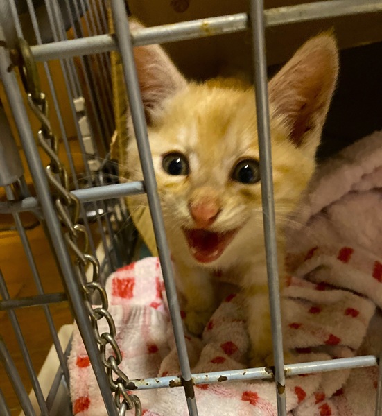2025/10/6	掲載					■名前：	子猫	25-K144■性別：	メス		■年齢：	2か月くらい		■ノミダニ駆除　　済		■寄生虫駆除　　　済		■ワクチン接種　　済（3種混合）	■血液検査	猫エイズ猫 陽性、白血病 陰性		（まだ幼いので、生後6か月くらいでの再検査をおすすめします）			由利本荘市で保護されています						茶トラの女の子です		大きな声で鳴いて食べて動き回って、とにかく元気いっぱいです!甘えん坊でゴロゴロとスリスリが激しいです人が好きで、立っているとすぐ足に擦り付いてきます	ピンクの肉球が可愛いポイント!		■連絡先：E・佐々木　　電話　080-3489-743 6			（仕事の都合により平日は18時半～21時までにお願いします）			