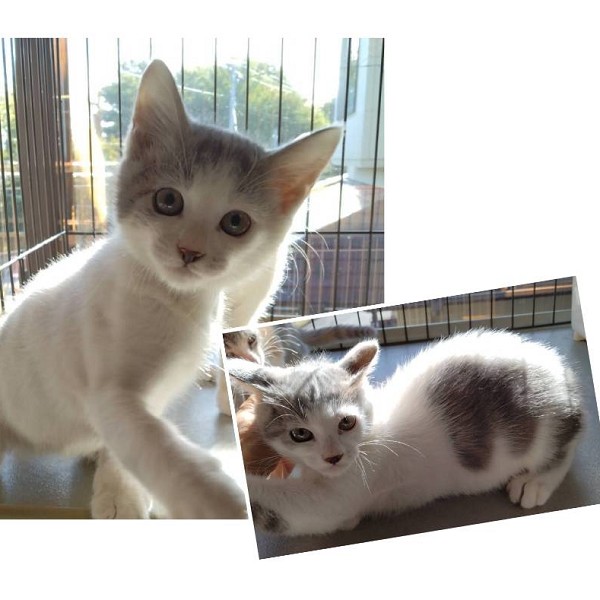 予約になりました　10/122025/10/11掲載		■名前:子猫　25-K358■性別:オス■年齢:2ヵ月くらい　(推定2025/7/22生まれ)■ノミダニ・寄生虫駆除済(フロントラインスプレー・ドロンタール・ネクスガードキャットコンボ済)■ワクチン接種済(3種1回)とにかく人懐っこい兄妹楽天的で活発な男の子らしいかまってちゃん新しい環境にもすぐに馴染めそうですパステルカラーの珍しい毛色グレー白の男の子しっぽまっすぐ■連絡先・受付時間　(両名受付可能・メールでの譲渡受付はしておりません)🐈大嶋　070-3390-3998　9：00～21：00　※留守番電話に切り替わった際はお名前・ご用件・希望の猫の番号等を残していただけると助かります🐈嵯峨　080-3489-9874　月～金曜日　18：30～21：00　土～日曜・祝日　9：00～21：00　※通話中の着信履歴が表示されません　　ショートメールの通知が鳴らないことが多いため　　電話がつながらない時はしばらくしてからおかけ直しをお願いいたします