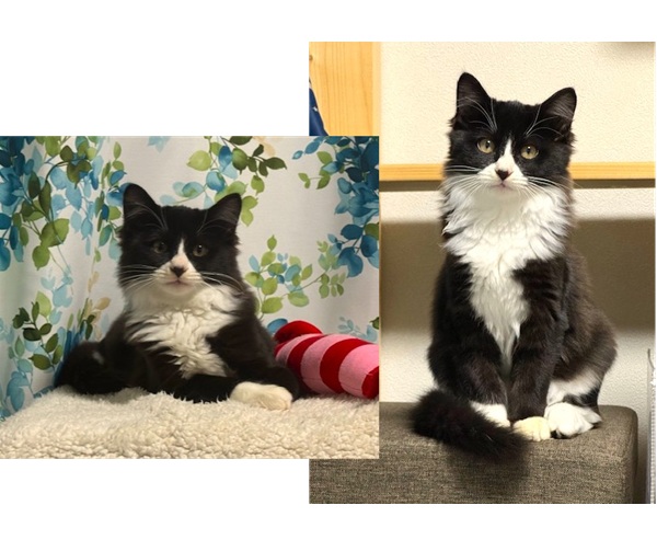 2025/11/1 動画掲載 写真更新2025/10/22 掲載 ■名前: 子猫 25-K151 ■仮名: はちお ■性別: オス ■年齢: 2か月半くらい ■ノミダニ駆除 済(薬品名:マイフリーガード) ■寄生虫駆除 済 ■ワクチン接種 済(3種混合) 秋田市で保護されています ハチワレ柄の男の子 おっとりした性格でマイペースな子です 控えめなところはありますが兄弟が遊んでいると徐々にじゃれ始めます 25-K151.152は兄弟です ■連絡先:E・佐々木 電話 080-3489-7436 (仕事の都合により平日は18時半~21時までにお願いします)