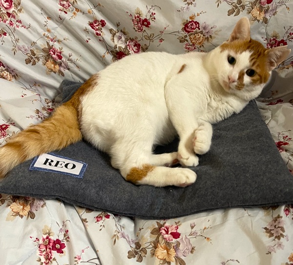 2025/10/23 掲載 ■名前: 成猫 25-C36 ■仮名: レオ ■性別: オス ■年齢: 3歳くらい ■ノミダニ駆除 済(薬品名:ブラべクトプラス・ネクスガードキャットコンボ)■寄生虫駆除 済 ■ワクチン接種 済(3種混合) ■去勢手術 済 ■血液検査 済(猫エイズ 陽性、白血病 陰性) 南秋田郡で保護されています 甘えん坊で寂しがりやのレオ君です 人間が大好きで初対面でも人見知りしません 背中に肉球模様があります ■連絡先:E・佐々木 電話 080-3489-7436 (仕事の都合により平日は18時半~21時までにお願いします)