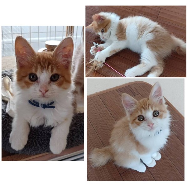貰われました 11/1予約になりました 10/242025/10/24掲載 ■名前:子猫 25-K388■性別:オス■年齢:1ヵ月半くらい (推定2025/9/6生まれ)■ノミダニ・寄生虫駆除済(フロントラインスプレー・ドロンタール済)■ワクチン接種済(3種1回)ライオンのようなモフモフのたてがみと短めのカギしっぽがチャームポイントの男の子人なつこくとてもかわいい声でお話しますトイレも留守番もしっかりできます■連絡先・受付時間 (両名受付可能・メールでの譲渡受付はしておりません)🐈大嶋 070-3390-3998 9:00~21:00 ※留守番電話に切り替わった際はお名前・ご用件・希望の猫の番号等を残していただけると助かります
