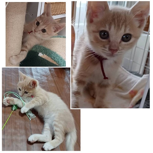貰われました予約になりました 10/252025/10/24掲載 ■名前:子猫 25-K387■性別:メス■年齢:1ヵ月半くらい (推定2025/9/6生まれ)■ノミダニ・寄生虫駆除済(フロントラインスプレー・ドロンタール済)■ワクチン接種済(3種1回)ミルクティーのようなきれいな毛色の女の子妹気質の優しい子で膝の上で遊んだり眠ったりするのが大好きですトイレも留守番もしっかりできます■連絡先・受付時間 (両名受付可能・メールでの譲渡受付はしておりません)🐈大嶋 070-3390-3998 9:00~21:00 ※留守番電話に切り替わった際はお名前・ご用件・希望の猫の番号等を残していただけると助かります