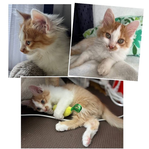 貰われました予約になりました 10/252025/10/25掲載 ■名前:子猫 25-K391■性別:オス■年齢:1ヵ月半くらい (推定2025/9/1生まれ)■ノミダニ・寄生虫駆除済(フロントラインスプレー・ドロンタール済)■ワクチン接種済(3種1回)長毛のふわふわさんまっすぐしっぽおもちゃで遊ぶのが大好き呼ぶとお返事してくれますボランティアさん宅の犬とも仲良く出来ています■連絡先・受付時間 (両名受付可能・メールでの譲渡受付はしておりません)🐈大嶋 070-3390-3998 9:00~21:00 ※留守番電話に切り替わった際はお名前・ご用件・希望の猫の番号等を残していただけると助かります