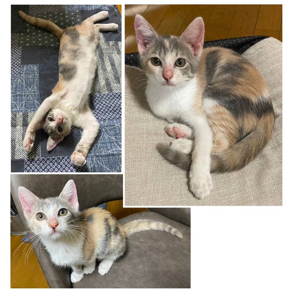 2025/10/25更新 ■名前:子猫 25-K359■性別:メス■年齢:3ヵ月くらい (推定2025/7/22生まれ)■ノミダニ・寄生虫駆除済(フロントラインスプレー・ドロンタール・ネクスガードキャットコンボ済)■ワクチン接種済(3種1回)とにかく人懐っこい女の子ひとりの時間も持てる程良いオトナ女子新しい環境にもすぐに馴染めそうですパステルカラーの珍しいダイリュートキャリコさんしっぽまっすぐ■連絡先・受付時間 (両名受付可能・メールでの譲渡受付はしておりません)🐈大嶋 070-3390-3998 9:00~21:00 ※留守番電話に切り替わった際はお名前・ご用件・希望の猫の番号等を残していただけると助かります