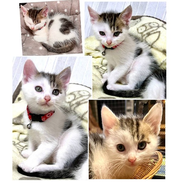 2025/11/10更新		■名前:子猫　25-K380■性別:オス■年齢:2ヵ月くらい　(推定2025/9/8生まれ)■ノミダニ・寄生虫駆除済(フロントラインスプレー・ドロンタール・ネクスガードキャットコンボ済)■ワクチン接種済(3種1回)マイペースおっとりと言うより動じないじっくり派兄弟にご飯横取りされても譲ってしまう優しい子■連絡先・受付時間　(両名受付可能・メールでの譲渡受付はしておりません)🐈大嶋　070-3390-3998　9：00～21：00　※留守番電話に切り替わった際はお名前・ご用件・希望の猫の番号等を残していただけると助かります🐈嵯峨　080-3489-9874　月～金曜日　18：30～21：00　土～日曜・祝日　9：00～21：00※通話中の着信履歴が表示されません　ショートメールの通知が鳴らないことが多いため　電話がつながらない時はしばらくしてからおかけ直しをお願いいたします