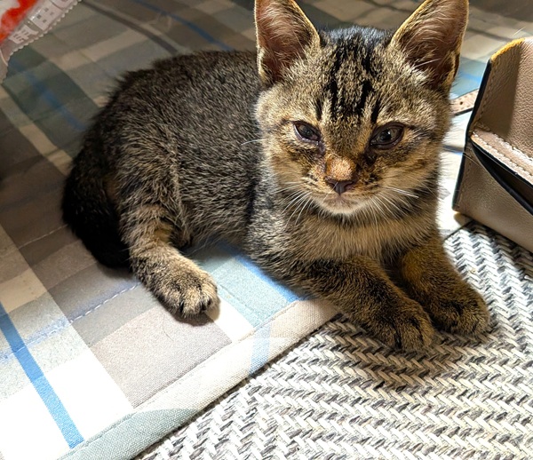 2025/10/26 掲載 ■名前: 子猫 25-K159 ■仮名: ろん ■性別: オス ■年齢: 2か月くらい ■ノミダニ駆除 済 ■寄生虫駆除 済 ■ワクチン接種 済(3種混合)1回目秋田市で保護されています 保護された時は、目は結膜炎・気管支炎に成っていて、開眼出来ず、泣くことも、動く事も出来ないくらいでしたが 今ではすっかり元気になりました! キジトラ麦わら系の毛色の男の子です ■連絡先:E・佐々木 電話 080-3489-7436 (仕事の都合により平日は18時半~21時までにお願いします)