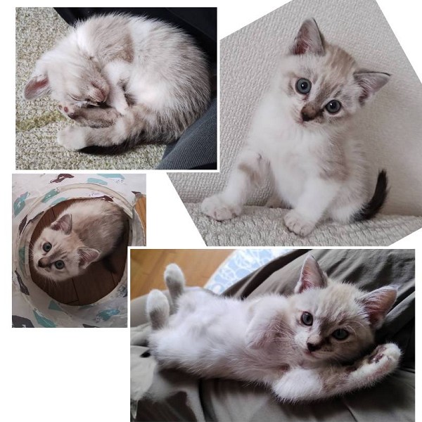 貰われました 11/9予約になりました 10/262025/10/26掲載 ■名前:子猫 25-K392■性別:オス■年齢:1ヵ月半くらい (推定2025/9/8生まれ)■ノミダニ・寄生虫駆除済(フロントラインスプレー・ドロンタール済)■ワクチン接種予定(10/29)陽気な性格の男の子一人遊びもお留守番もできます敷物は硬めがお好みのようです大きくなると毛色が変わるかも?それも楽しみな子です🐈嵯峨 080-3489-9874 月~金曜日 18:30~21:00 土~日曜・祝日 9:00~21:00※通話中の着信履歴が表示されません ショートメールの通知が鳴らないことが多いため 電話がつながらない時はしばらくしてからおかけ直しをお願いいたします