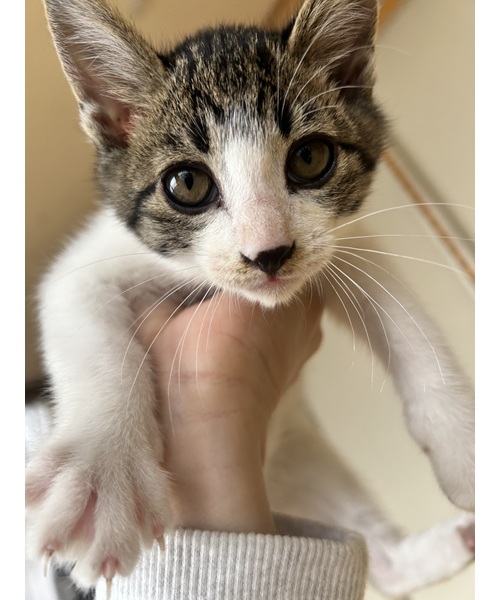 2025/10/26 掲載 ■名前: 子猫 25-K155 ■仮名: ■性別: オス ■年齢: 2か月半くらい ■ノミダニ駆除 済 ■寄生虫駆除 済 ■ワクチン接種 済 1回目男鹿市で保護されています サバ白柄の男の子 1番の臆病者でしたが慣れるとずっと膝の上になっている甘えん坊です! 母猫の母乳で兄弟元気に成長しました 25-K153.154.155.156.157.158は兄弟です ■連絡先:E・佐々木 電話 080-3489-7436 (仕事の都合により平日は18時半~21時までにお願いします)