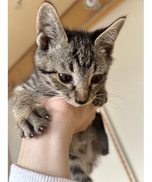 2025/10/26	掲載					■名前：	子猫	25-K157	■性別：	オス		■年齢：	2か月半くらい		■ノミダニ駆除　　済		■寄生虫駆除　　　済		■ワクチン接種　　済　1回目男鹿市で保護されています						サバトラ柄の男の子　			人慣れが早く、遊ぶのが好き			母猫の母乳で兄弟元気に成長しました			25-K153.154.155.156.157.158は兄弟です			■連絡先：E・佐々木　　電話　080-3489-7436			（仕事の都合により平日は18時半～21時までにお願いします）			