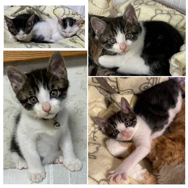2025/11/10更新■名前:子猫　25-K379■性別:オス■年齢:2ヵ月くらい　(推定2025/9/8生まれ)■ノミダニ・寄生虫駆除済(フロントラインスプレー・ドロンタール・ネクスガードキャットコンボ済)■ワクチン接種済(3種1回)動く物なんでも反応！取り敢えず挑む行動派！食事も豪快なThe男子！！でも些細な音に素早く身を隠す内弁慶さんです■連絡先・受付時間　(両名受付可能・メールでの譲渡受付はしておりません)🐈大嶋　070-3390-3998　9：00～21：00　※留守番電話に切り替わった際はお名前・ご用件・希望の猫の番号等を残していただけると助かります🐈嵯峨　080-3489-9874　月～金曜日　18：30～21：00　土～日曜・祝日　9：00～21：00※通話中の着信履歴が表示されません　ショートメールの通知が鳴らないことが多いため　電話がつながらない時はしばらくしてからおかけ直しをお願いいたします