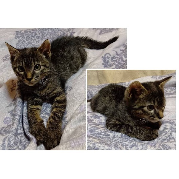 2025/10/26掲載		■名前:子猫　25-K160■性別:オス■年齢:2ヵ月くらい(推定8/16生まれ)■ノミダニ・寄生虫駆除済(フロントラインスプレー・ドロンタール済)■ワクチン接種済(3種)少し人見知りで初対面の人には警戒しますが遊び好きでおもちゃを追って走り回る元気な子ですじゃれて噛んでも本気噛みはしませんまっすぐしっぽ■連絡先月～金曜日　18：30～21：00土～日曜・祝日　9：00～21：00※通話中の着信履歴が表示されません　ショートメールの通知が鳴らないことが多いため　電話がつながらない時はしばらくしてからおかけ直しをお願いいたします※時間外のお電話・メールでの受付はしておりません嵯峨　080-3489-9874