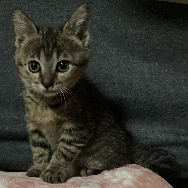 予約になりました 11/22025/10/28掲載 ■名前:子猫 25-K368■性別:オス■年齢:2ヵ月くらい (推定2025/8/19生まれ)■ノミダニ・寄生虫駆除済(フロントラインスプレー・ドロンタール済)■ワクチン接種済とっても人懐っこい男の子鼻チューしてゴロゴロ喉を鳴らします元気いっぱいに飛び回っていますかぎしっぽ■連絡先・受付時間 (両名受付可能・メールでの譲渡受付はしておりません)🐈大嶋 070-3390-3998 9:00~21:00 ※留守番電話に切り替わった際はお名前・ご用件・希望の猫の番号等を残していただけると助かります🐈嵯峨 080-3489-9874 月~金曜日 18:30~21:00 土~日曜・祝日 9:00~21:00※通話中の着信履歴が表示されません ショートメールの通知が鳴らないことが多いため 電話がつながらない時はしばらくしてからおかけ直しをお願いいたします