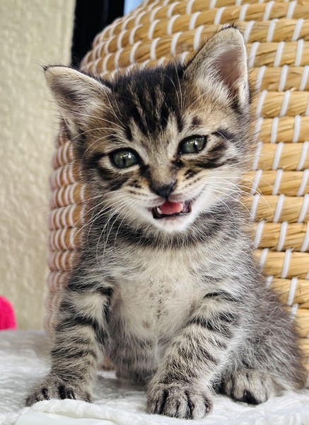 予約になりました 11/92025/10/28掲載 ■名前:子猫 25-K376■性別:オス■年齢:2ヵ月くらい (推定2025/9/12生まれ)■ノミダニ・寄生虫駆除済(フロントラインスプレー・ドロンタール済)■ワクチン接種予定兄弟ケンカに負けない強気な男の子長いまっすぐしっぽ■連絡先・受付時間 (両名受付可能・メールでの譲渡受付はしておりません)🐈大嶋 070-3390-3998 9:00~21:00 ※留守番電話に切り替わった際はお名前・ご用件・希望の猫の番号等を残していただけると助かります🐈嵯峨 080-3489-9874 月~金曜日 18:30~21:00 土~日曜・祝日 9:00~21:00※通話中の着信履歴が表示されません ショートメールの通知が鳴らないことが多いため 電話がつながらない時はしばらくしてからおかけ直しをお願いいたします