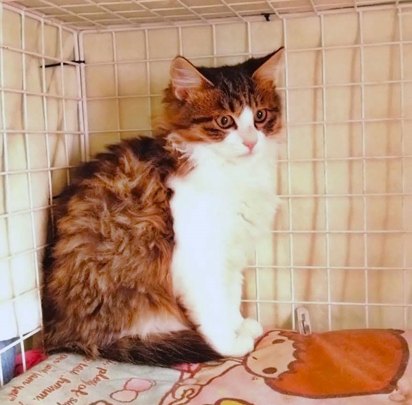 予約になりました 11/92025/11/8 更新2025/10/30 掲載 ■名前: 子猫 25-K161 ■性別: オス ■年齢: 5か月くらい ■ノミダニ駆除 済 ■寄生虫駆除 済 ■ワクチン接種 済(3種混合)1回目 能代市で保護されています 毛長気味の子です まだ人間は少し怖い… でも兄弟で元気に遊んでいます! 25-K161.162は兄弟です ■連絡先:E・佐々木 電話 080-3489-7436 (仕事の都合により平日は18時半~21時までにお願いします)