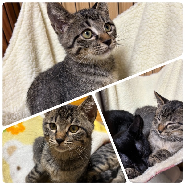 2025/10/30 掲載 ■名前: 子猫 25-K164■仮名: たま ■性別: オス ■年齢: 4か月くらい (7月初め頃)■ノミダニ駆除 済(薬品名:ネクストガードキャットコンボ) ■寄生虫駆除 済 ■ワクチン接種 済(3種混合)1回目 北秋田市で保護されています 自分より大きい子にも物怖じしない、度胸のある子です。 お膝に乗って、顔を見つめながら可愛い声で鳴きます。 ■連絡先:E・佐々木 電話 080-3489-7436 (仕事の都合により平日は18時半~21時までにお願いします)