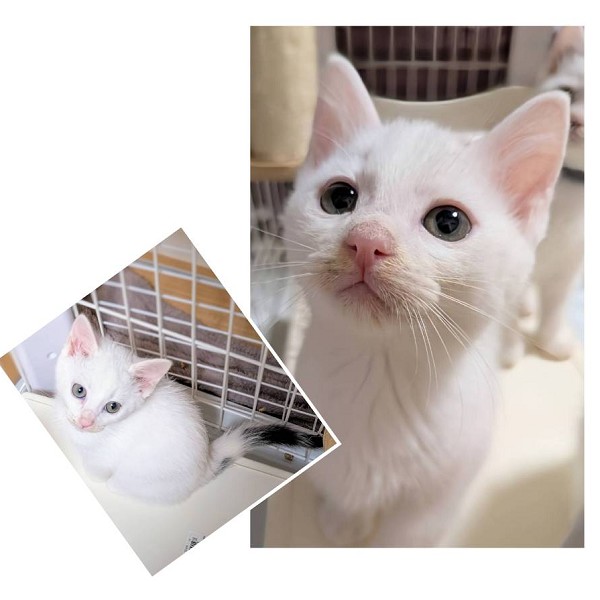 予約になりました 11/92025/10/31掲載 ■名前:子猫 25-K397■性別:オス■年齢:2ヵ月くらい (推定2025/9/1生まれ)■ノミダニ・寄生虫駆除済(フロントラインスプレー・ドロンタール済)■ワクチン接種済(3種)白い毛がほとんどですが腕の裏側としっぽの方に模様がありますぴょんぴょん飛び跳ね元気ハツラツ天真爛漫まっすぐしっぽ■連絡先・受付時間 (両名受付可能・メールでの譲渡受付はしておりません)🐈大嶋 070-3390-3998 9:00~21:00 ※留守番電話に切り替わった際はお名前・ご用件・希望の猫の番号等を残していただけると助かります🐈嵯峨 080-3489-9874 月~金曜日 18:30~21:00 土~日曜・祝日 9:00~21:00※通話中の着信履歴が表示されません ショートメールの通知が鳴らないことが多いため 電話がつながらない時はしばらくしてからおかけ直しをお願いいたします