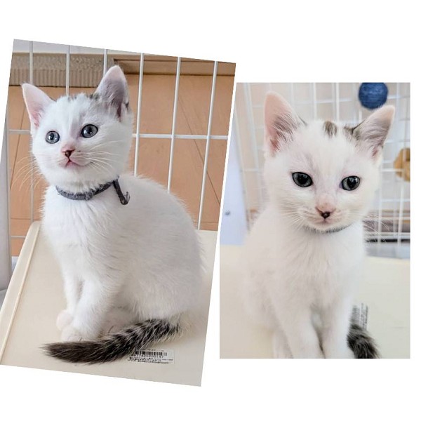 予約になりました 11/92025/10/31掲載 ■名前:子猫 25-K394■性別:メス■年齢:2ヵ月くらい (推定2025/9/1生まれ)■ノミダニ・寄生虫駆除済(フロントラインスプレー・ドロンタール済)■ワクチン接種済(3種)頭の上にちょこんとこげ茶色が乗っています人懐っこくいつもゴロゴロご機嫌甘えん坊さんじーっと見つめてきますまっすぐしっぽ■連絡先・受付時間 (両名受付可能・メールでの譲渡受付はしておりません)🐈大嶋 070-3390-3998 9:00~21:00 ※留守番電話に切り替わった際はお名前・ご用件・希望の猫の番号等を残していただけると助かります🐈嵯峨 080-3489-9874 月~金曜日 18:30~21:00 土~日曜・祝日 9:00~21:00※通話中の着信履歴が表示されません ショートメールの通知が鳴らないことが多いため 電話がつながらない時はしばらくしてからおかけ直しをお願いいたします