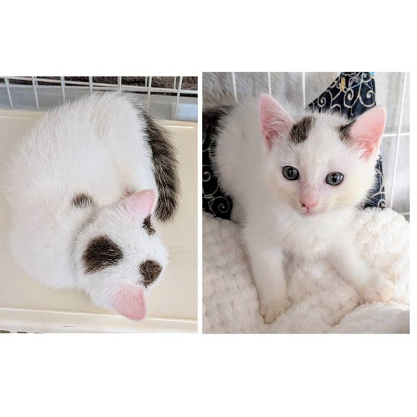 予約になりました 11/92025/10/31掲載 ■名前:子猫 25-K396■性別:オス■年齢:2ヵ月くらい (推定2025/9/1生まれ)■ノミダニ・寄生虫駆除済(フロントラインスプレー・ドロンタール済)■ワクチン接種済(3種)こげ茶色の模様がポツポツとあり、白いお耳いつもコミカルな動きをして笑わせてくれます人懐っこく撫でてー!とお腹を見せますまっすぐしっぽ■連絡先・受付時間 (両名受付可能・メールでの譲渡受付はしておりません)🐈大嶋 070-3390-3998 9:00~21:00 ※留守番電話に切り替わった際はお名前・ご用件・希望の猫の番号等を残していただけると助かります🐈嵯峨 080-3489-9874 月~金曜日 18:30~21:00 土~日曜・祝日 9:00~21:00※通話中の着信履歴が表示されません ショートメールの通知が鳴らないことが多いため 電話がつながらない時はしばらくしてからおかけ直しをお願いいたします