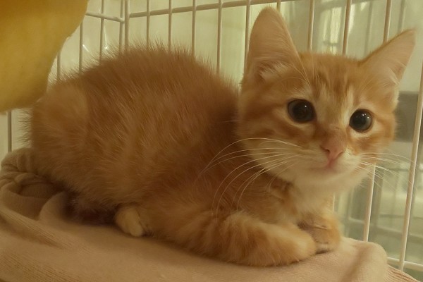 予約になりました 11/32025/10/31掲載 ■名前:子猫 25-K165■性別:メス■年齢:2ヵ月くらい■ノミダニ・寄生虫駆除済(マイフリーガード・プロコックス済)■ワクチン接種済(3種1回)おっとりとした性格爪を立てず威嚇もしません保護宅の猫には とても甘えるので先住猫の居るご家庭でも早く馴染めそうです■連絡先月~金曜日 18:30~21:00土~日曜・祝日 9:00~21:00※通話中の着信履歴が表示されません ショートメールの通知が鳴らないことが多いため 電話がつながらない時はしばらくしてからおかけ直しをお願いいたします※時間外のお電話・メールでの受付はしておりません嵯峨 080-3489-9874