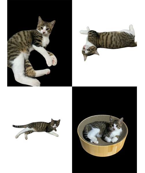 2025/11/2	掲載					■名前：	子猫	25-K166	■性別：	オス		■年齢：	3.5か月くらい		■ノミダニ駆除　　済		■寄生虫駆除　　　済		■ワクチン接種　　予定三種町で保護されています						兄弟仲良く元気に成長しました！			人馴れもしています			トイレも失敗ありません			25-K166.167は兄弟です			■連絡先：E・佐々木　　電話　080-3489-7436			（仕事の都合により平日は18時半～21時までにお願いします）			