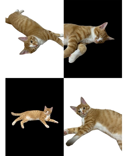 2025/11/2	掲載					■名前：	子猫	25-K167	■性別：	オス		■年齢：	3.5か月くくらい		■ノミダニ駆除　　済		■寄生虫駆除　　　済		■ワクチン接種　　予定三種町で保護されています						兄弟仲良く元気に成長しました！			人馴れもしています			トイレも失敗ありません			25-K166.167は兄弟です			■連絡先：E・佐々木　　電話　080-3489-7436			（仕事の都合により平日は18時半～21時までにお願いします）			