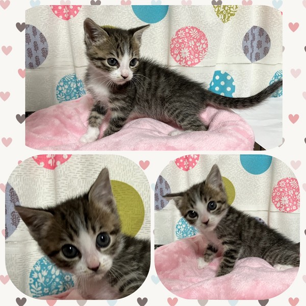 予約になりました 11/92025/11/4掲載 ■名前:子猫 25-K386■性別:オス■年齢:2ヵ月くらい (推定2025/9/5生まれ)■ノミダニ・寄生虫駆除済(フロントラインスプレー・ドロンタール済)■ワクチン接種済(3種)元気いっぱいの男の子です甘えん坊でお膝や肩に上ってきます預かり宅の猫たちと毎日走り回っています犬、大人猫と一緒に過ごしているので先住犬・先住猫さんのいるご家庭でもすぐに慣れてくれそうですまっすぐしっぽトイレ・ケージでお留守番できます♪■連絡先・受付時間 (両名受付可能・メールでの譲渡受付はしておりません)🐈大嶋 070-3390-3998 9:00~21:00 ※留守番電話に切り替わった際はお名前・ご用件・希望の猫の番号等を残していただけると助かります🐈嵯峨 080-3489-9874 月~金曜日 18:30~21:00 土~日曜・祝日 9:00~21:00※通話中の着信履歴が表示されません ショートメールの通知が鳴らないことが多いため 電話がつながらない時はしばらくしてからおかけ直しをお願いいたします