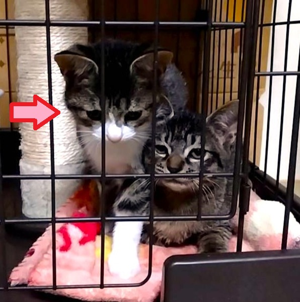 保護主さんが貰い手を見つけました 11/162025/11/4 掲載 ■名前: 子猫 25-K170 ■性別: メス ■年齢: 3ヵ月くらい ■ノミダニ駆除 済 ■寄生虫駆除 済 ■ワクチン接種 予定 ■血液検査 猫エイズ、猫白血病ともに陰性 (まだ幼いので、生後6か月くらいでの再検査をおすすめします) 大仙市で保護されています サバ白柄のおっとりした性格の女の子です 兄弟仲良く成長中です! ■連絡先月~金曜日 18:30~21:00土~日曜・祝日 9:00~21:00※通話中の着信履歴が表示されません ショートメールの通知が鳴らないことが多いため 電話がつながらない時はしばらくしてからおかけ直しをお願いいたします※時間外のお電話・メールでの受付はしておりません嵯峨 080-3489-9874