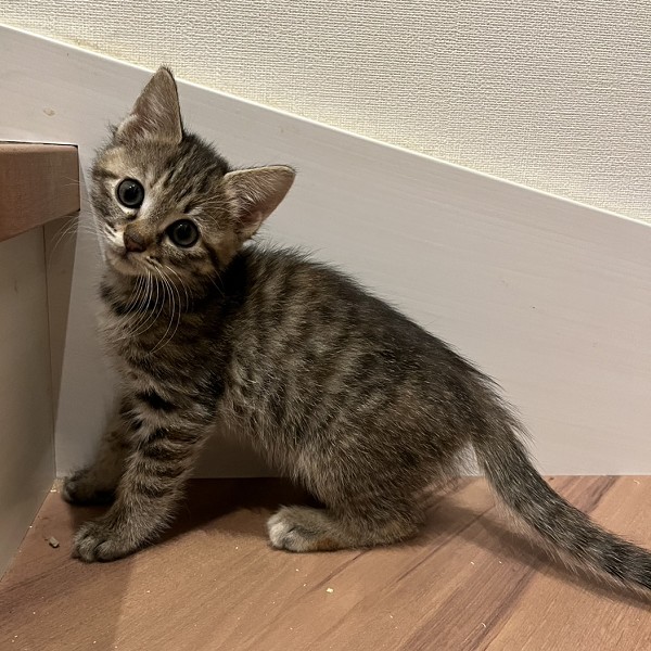 2025/11/10更新 ■名前:子猫 25-K382■性別:メス■年齢:1ヵ月半くらい (推定2025/9/19生まれ)■ノミダニ・寄生虫駆除済(フロントラインスプレー・ドロンタール・ネクスガードキャットコンボ済)■ワクチン接種済(3種1回)兄弟の中では小柄ですが、元気にじゃれてきますお腹は豹柄です茶色がかかったシマシマですかわいい声で鳴きます人見知り全くなし人懐っこい兄妹トイレ・ケージでお留守番できます♪■連絡先・受付時間 (両名受付可能・メールでの譲渡受付はしておりません)🐈大嶋 070-3390-3998 9:00~21:00 ※留守番電話に切り替わった際はお名前・ご用件・希望の猫の番号等を残していただけると助かります🐈嵯峨 080-3489-9874 月~金曜日 18:30~21:00 土~日曜・祝日 9:00~21:00※通話中の着信履歴が表示されません ショートメールの通知が鳴らないことが多いため 電話がつながらない時はしばらくしてからおかけ直しをお願いいたします